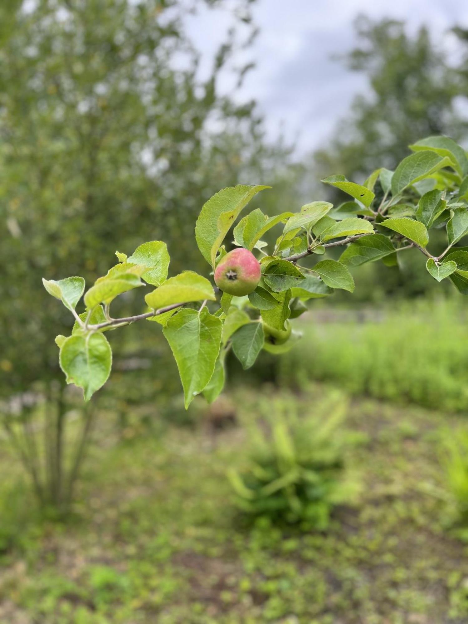 Apple Cottage Newton Stewart Luaran gambar